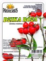dzika róża.jpg
