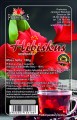 hibiskus.jpg
