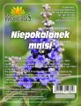 niepokalanek mnisi.jpg