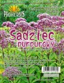 sadziec purpurowy.jpg