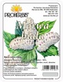 morwa biała.jpg
