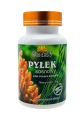 pylek sosnowy